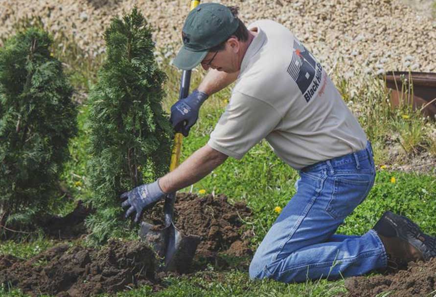 planting tree