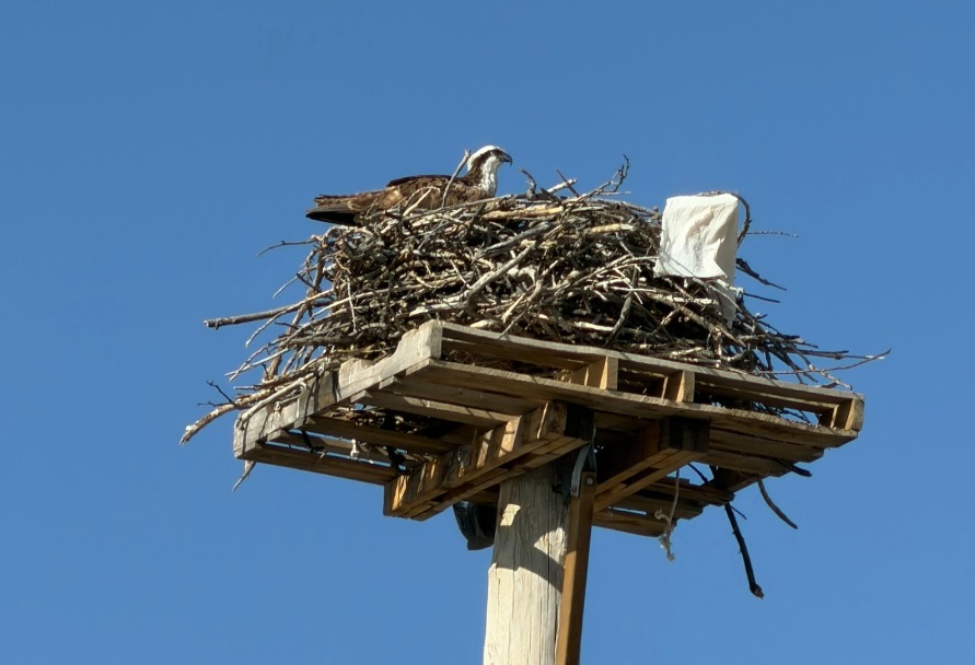 Osprey sitting in a nest on a platform