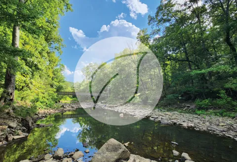 River running through a wooded area